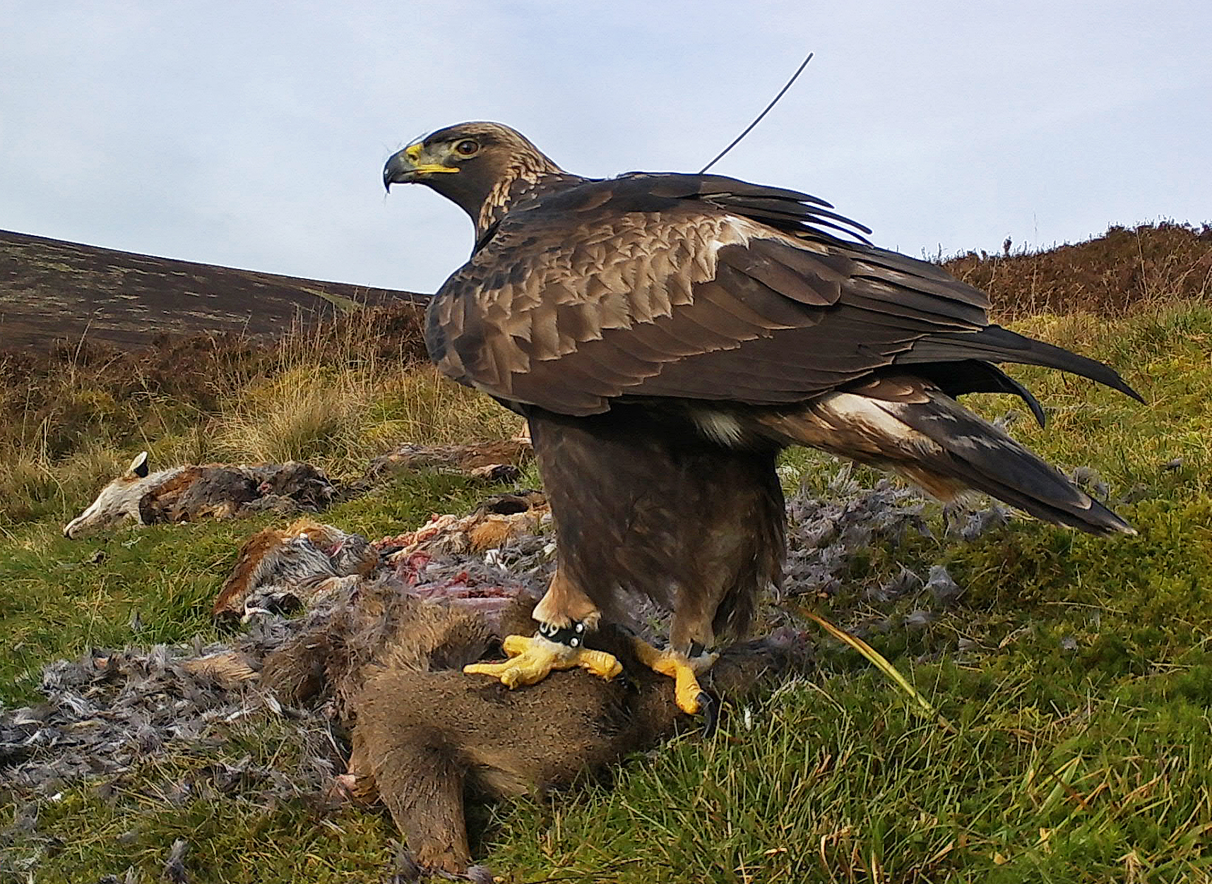 From Aluminium to Eagles How Industry Is Helping Nature Thrive