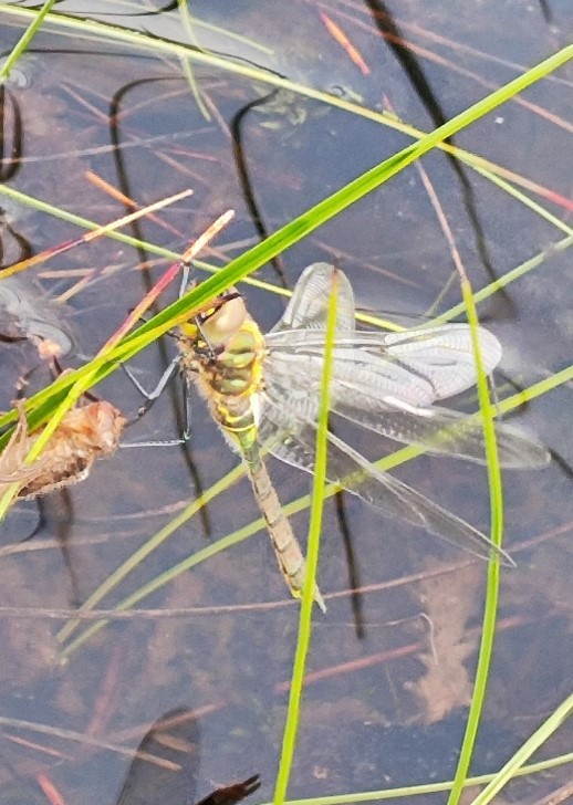 Positive Update from the British Dragonfly Society for Jahama Highland Estates 