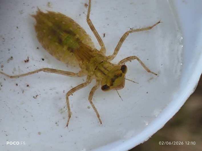 White faced darter larvae by the British Dragonfly Society – An endangered species previously unrecorded at the site