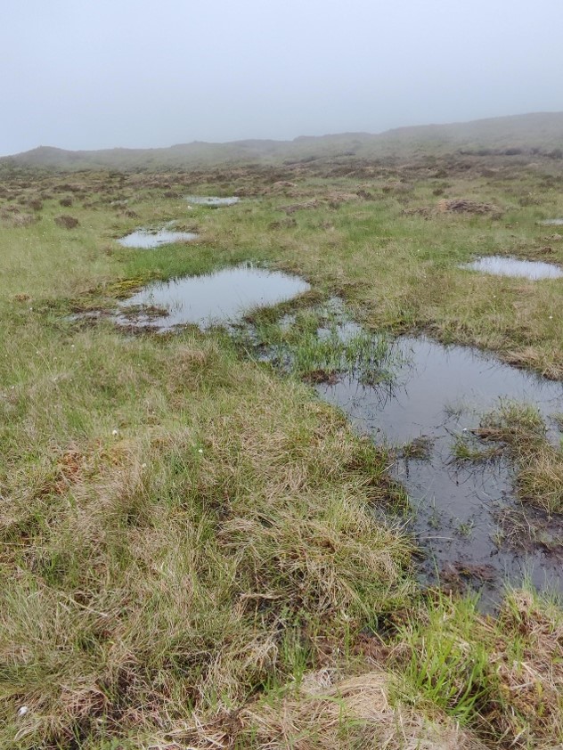 Restored wet pools site at Loch Eilde Mhor, Mamore Estate by the British Dragonfly Society